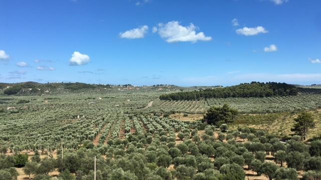 Tenuta Valle Della Corte Vieste Kültér fotó